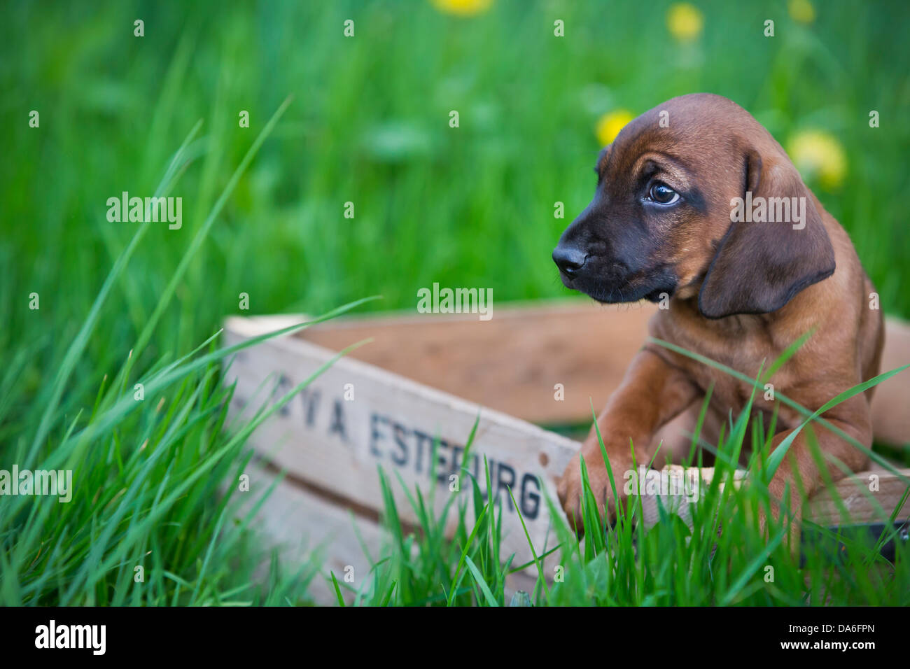 Sabueso de baviera cachorros fotografías e imágenes de alta resolución -  Alamy