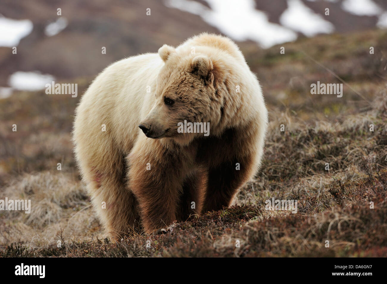 Oso grizzly (Ursus arctos horribilis) en la tundra ártica Foto de stock