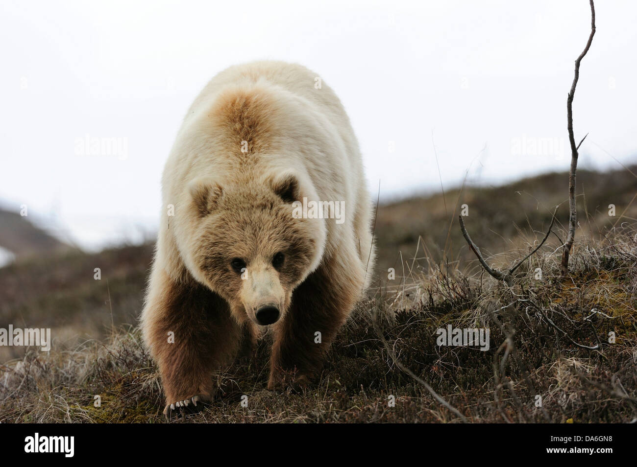 Oso grizzly (Ursus arctos horribilis) en la tundra ártica Foto de stock