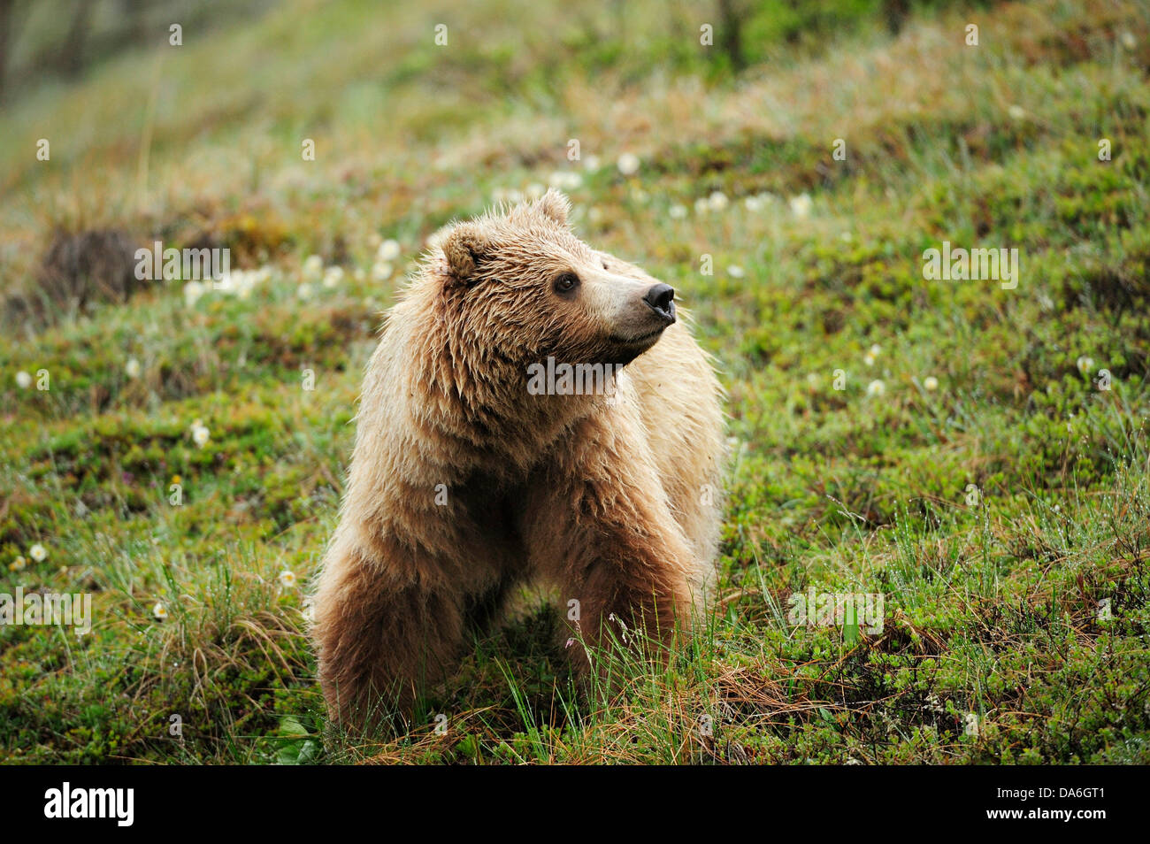 Oso grizzly (Ursus arctos horribilis) en la tundra ártica Foto de stock