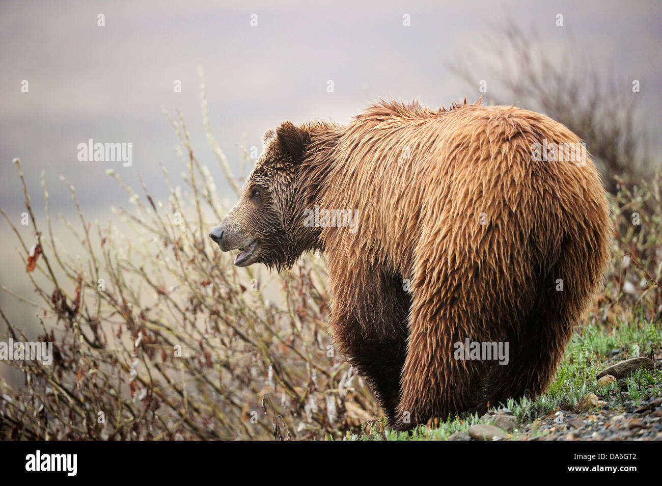 Oso grizzly (Ursus arctos horribilis) en la tundra ártica Foto de stock