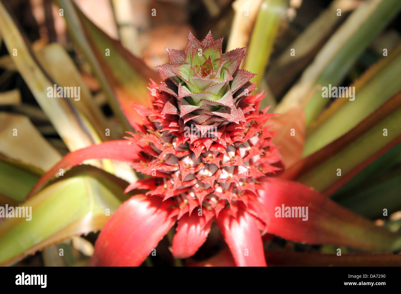 Pina fotografías e imágenes de alta resolución Alamy