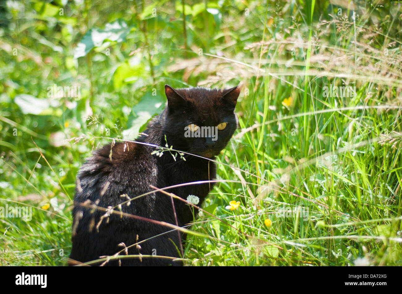Un gato negro con ojos amarillos penetrantes se sienta mirando en un jardín de césped verde en verano Foto de stock