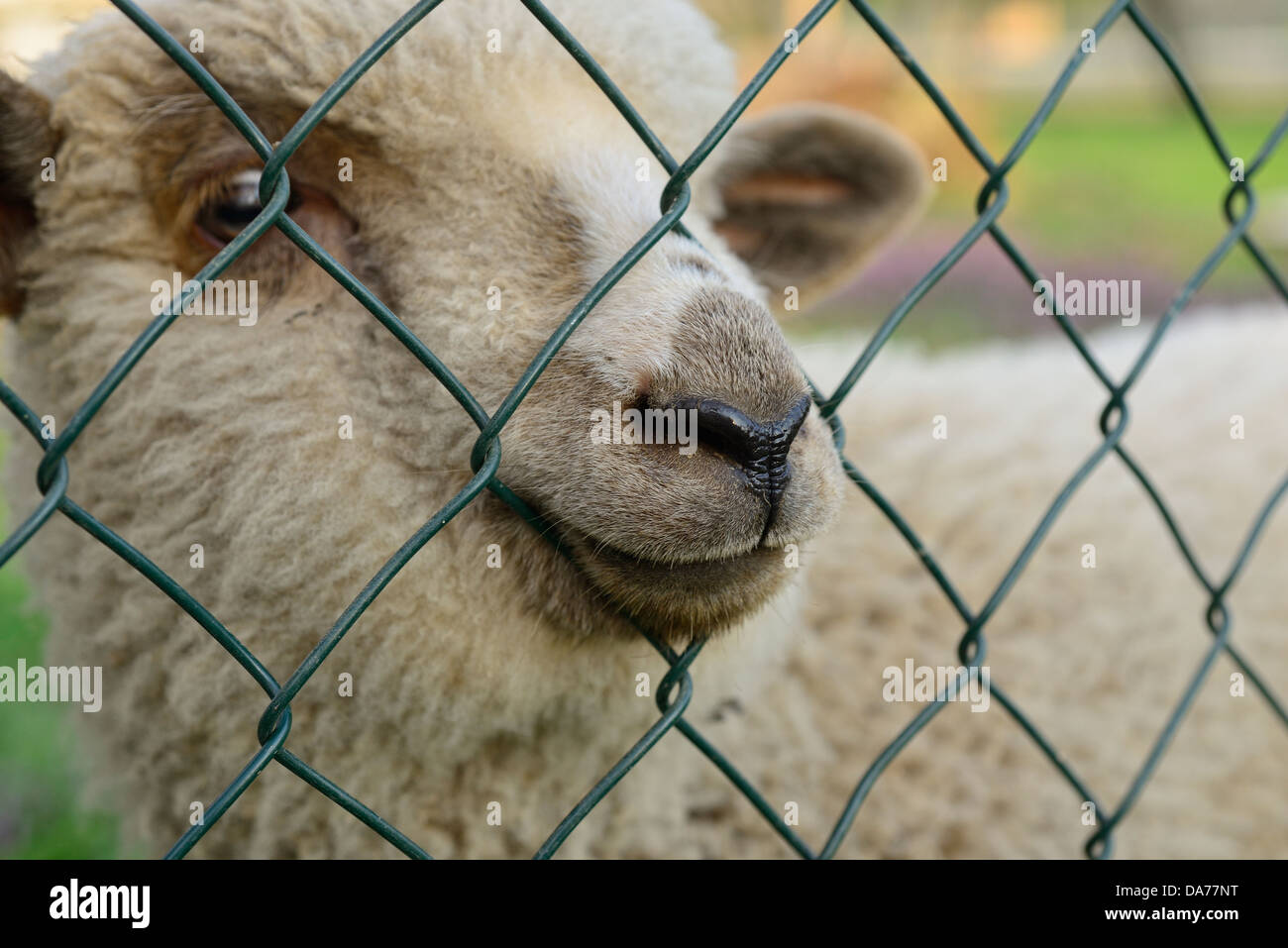 Oveja bebé detrás de una valla Foto de stock