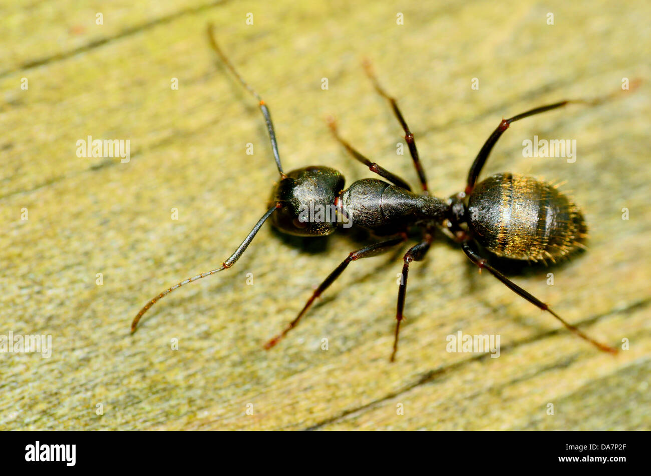 Carpenter Ant closeup macro shot arrastrándose a lo largo de un tablón de madera. Foto de stock