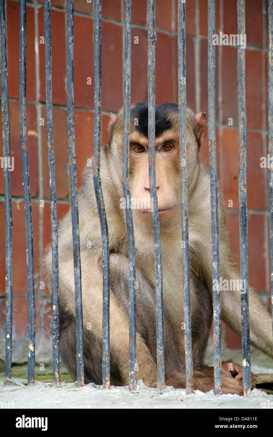 Detrás de las barras de monos en el Zoo. Foto de stock