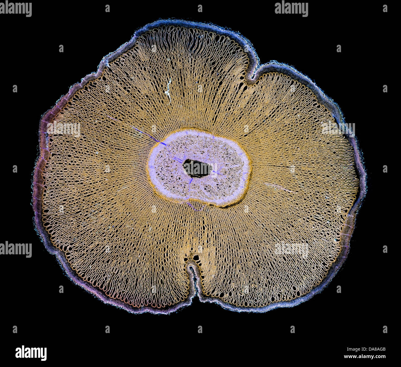 Coprinus toadstool darkfield micrografía mostrando las branquias Foto de stock