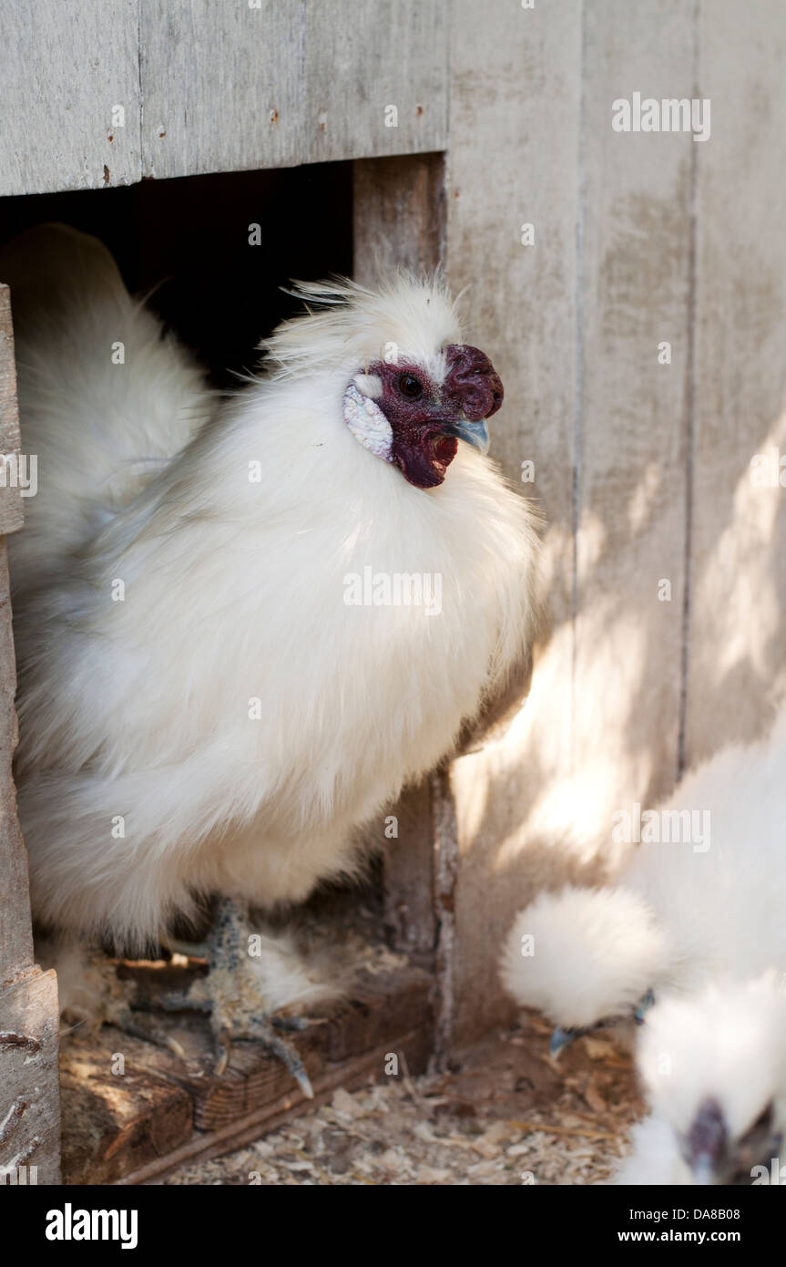 Gallina Silkie Foto de stock