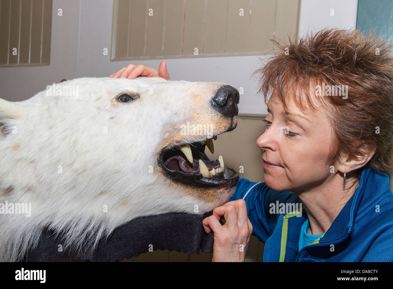 Mujer mira oso polar en la boca en Parks Canada museo en Churchill, MB Foto de stock