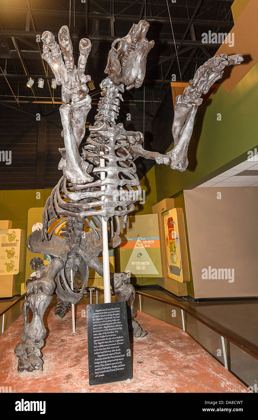 Réplica esqueleto de megatherium, un Ground Sloth que vivieron hasta hace 10.000 años en praderas canadienses. Museo de Manitoba Foto de stock