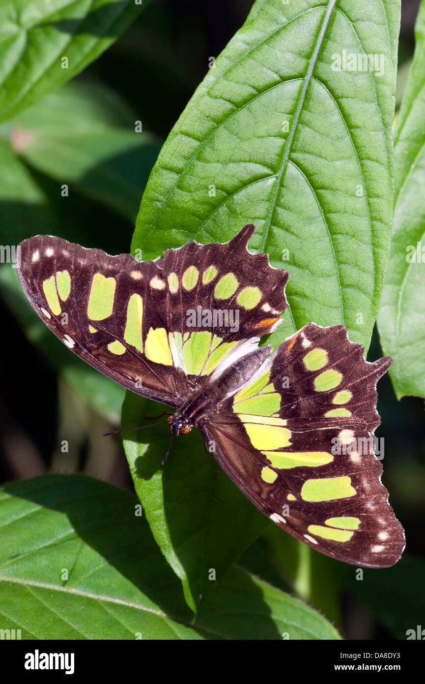 Butterfly (Siproeta stelenes Malaquita) Foto de stock