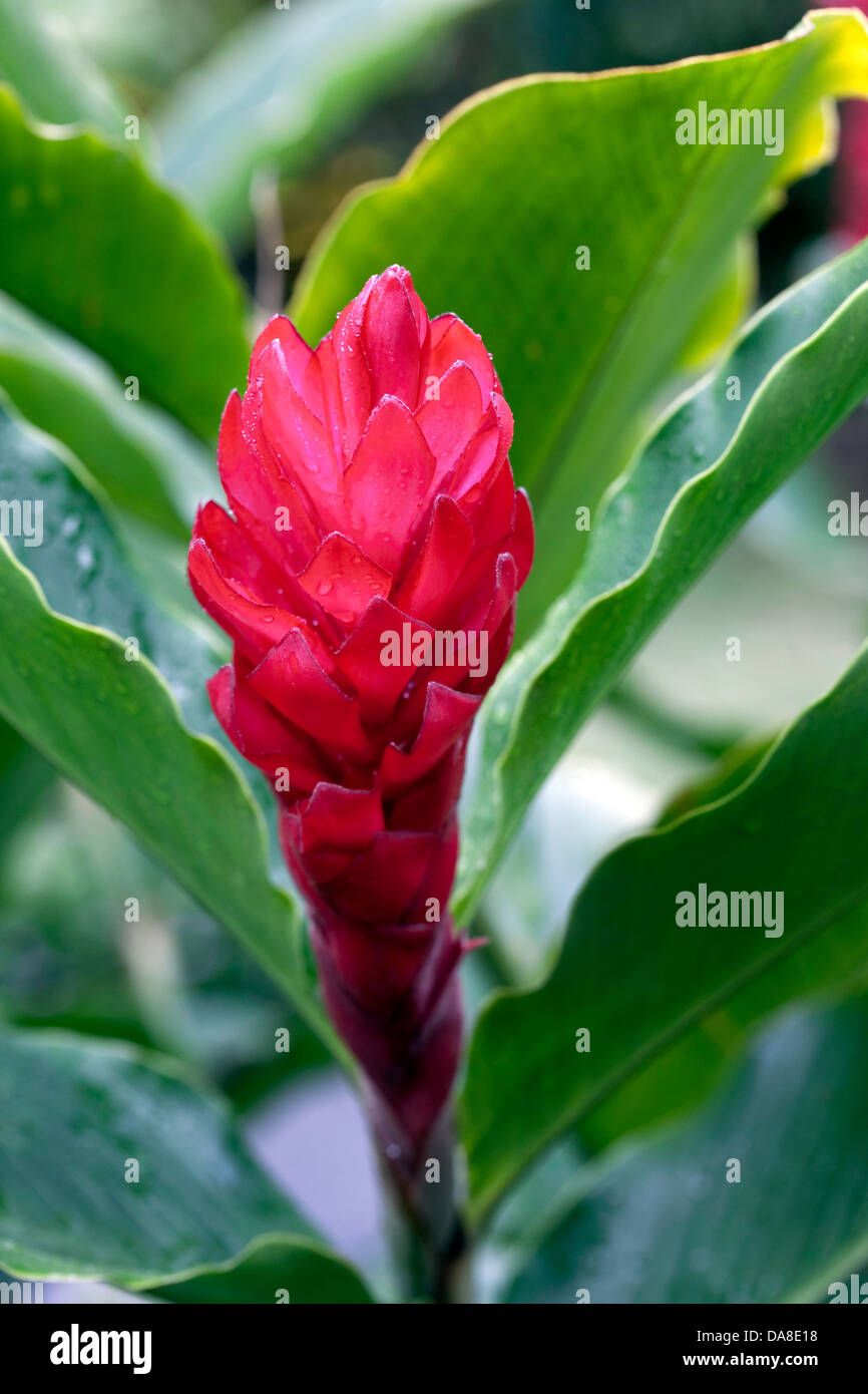 Floración rojo bromelina, Costa Rica Foto de stock