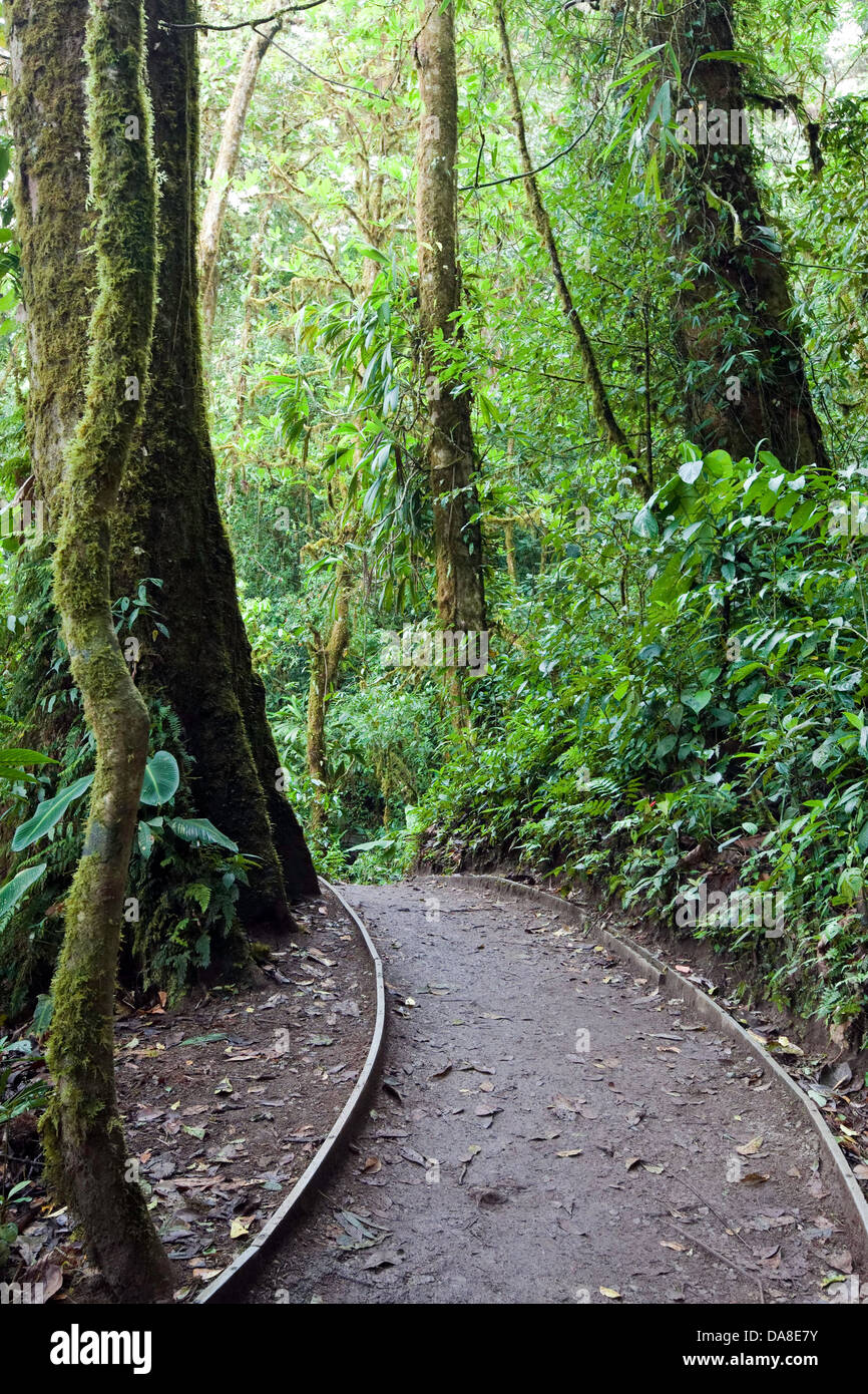 La Reserva del Bosque Nuboso de Monteverde, Costa Rica Fotografía de
