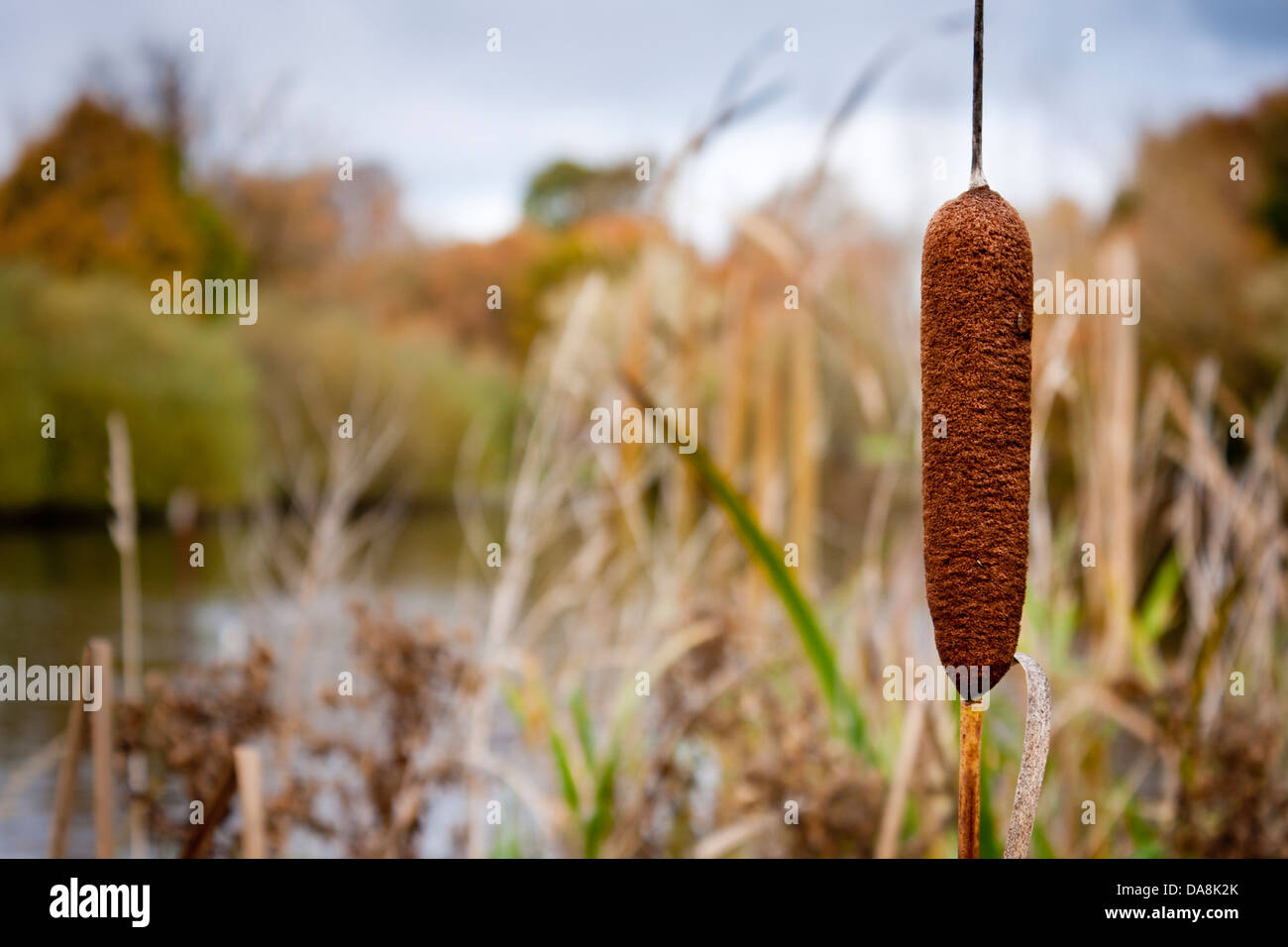 Bulrush, Typha latifolia, plantas en el borde de un gran estanque en un parque público. Bracknell, Berkshire, Inglaterra, GB, Reino Unido Foto de stock