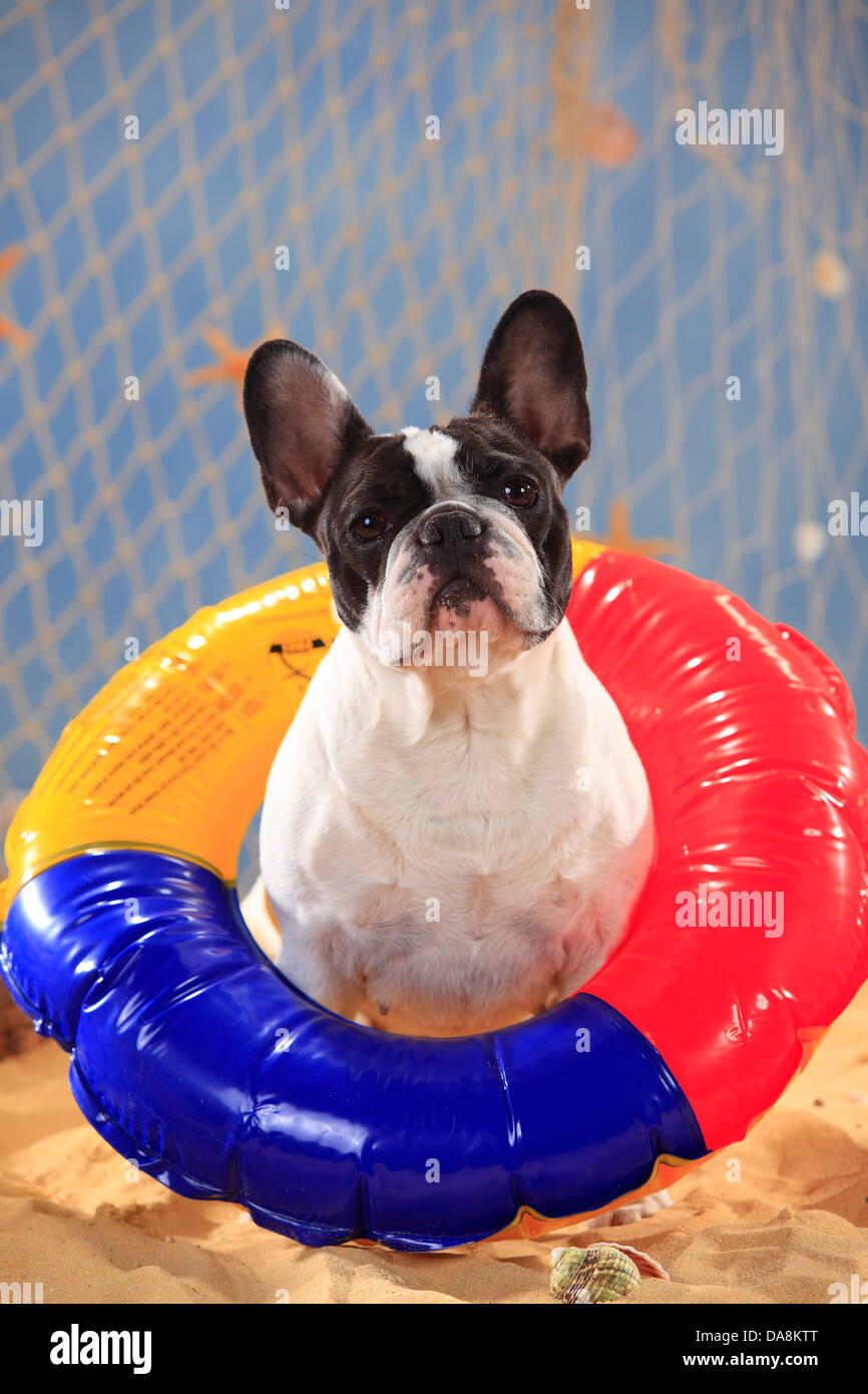 Bulldog Francés, perra, natación, anillo anillo de baño Fotografía de stock  - Alamy