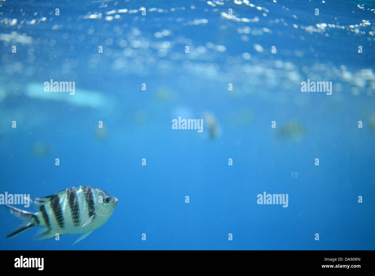 El sargento mayor un pescado del Mar Rojo en Egipto bajo el agua Foto de stock