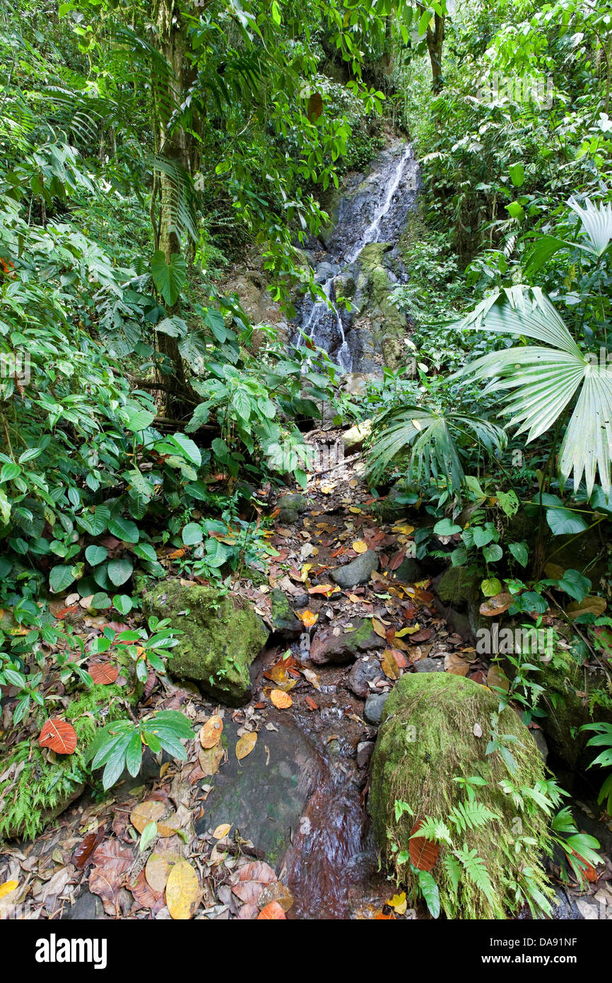 El bosque tropical, Costa Rica Foto de stock