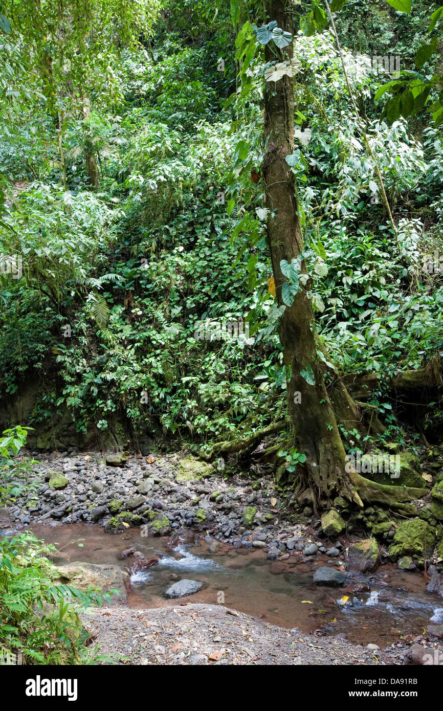 Proyecto de Conservación Rainmaker, Costa Rica Foto de stock