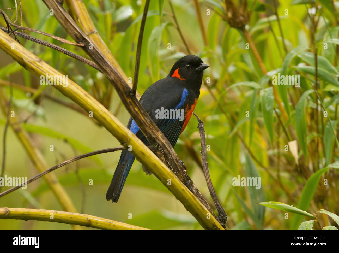 Primer plano de una bella montaña curva-escarlata-tanager en la alta cordillera de Los Andes, Perú. Nombre científico de esta ave es Anisognathus igniventris. Foto de stock