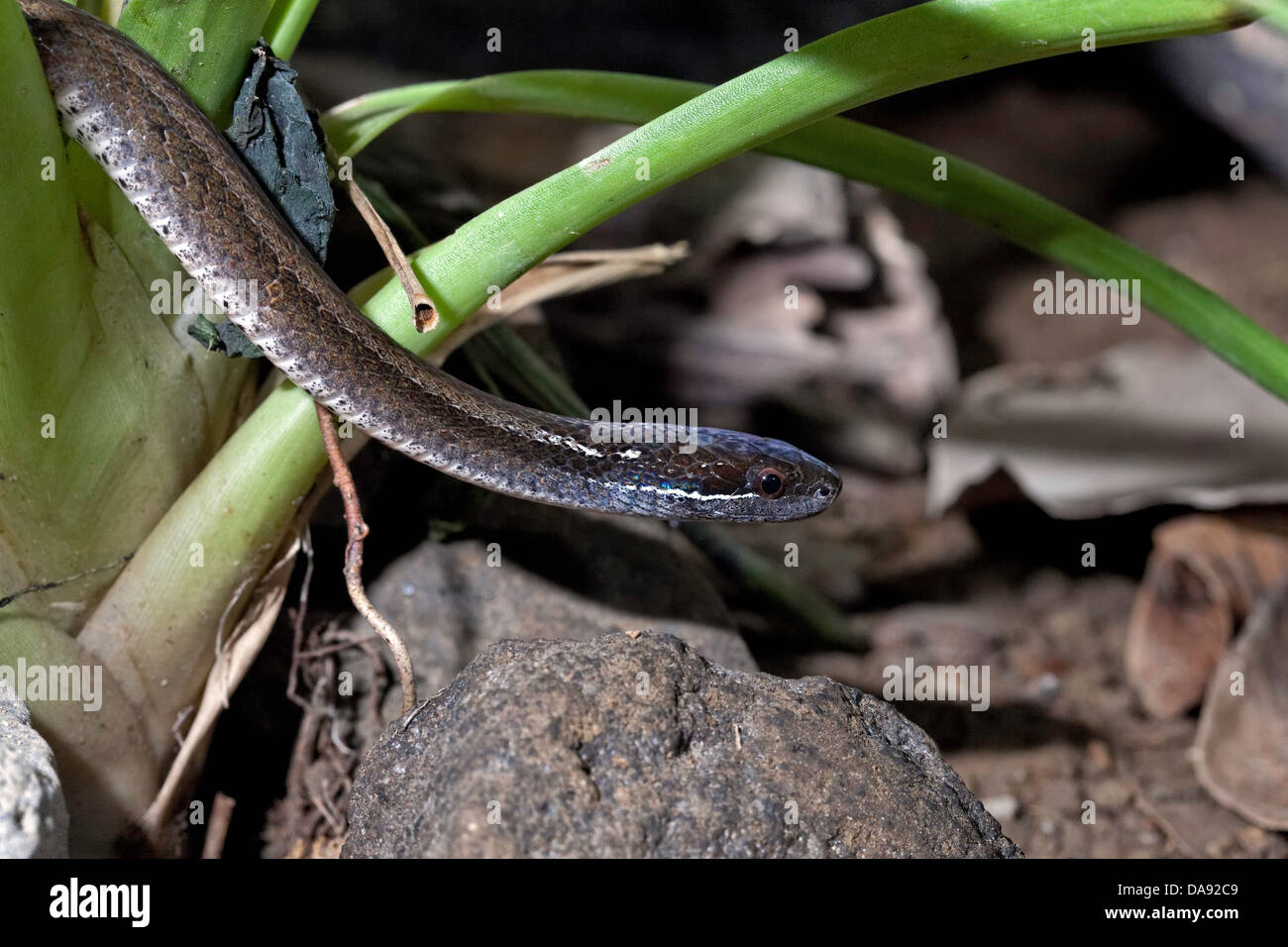 La mancha marrón del vientre (Serpiente Coniophanes fissidens), Costa Rica Foto de stock