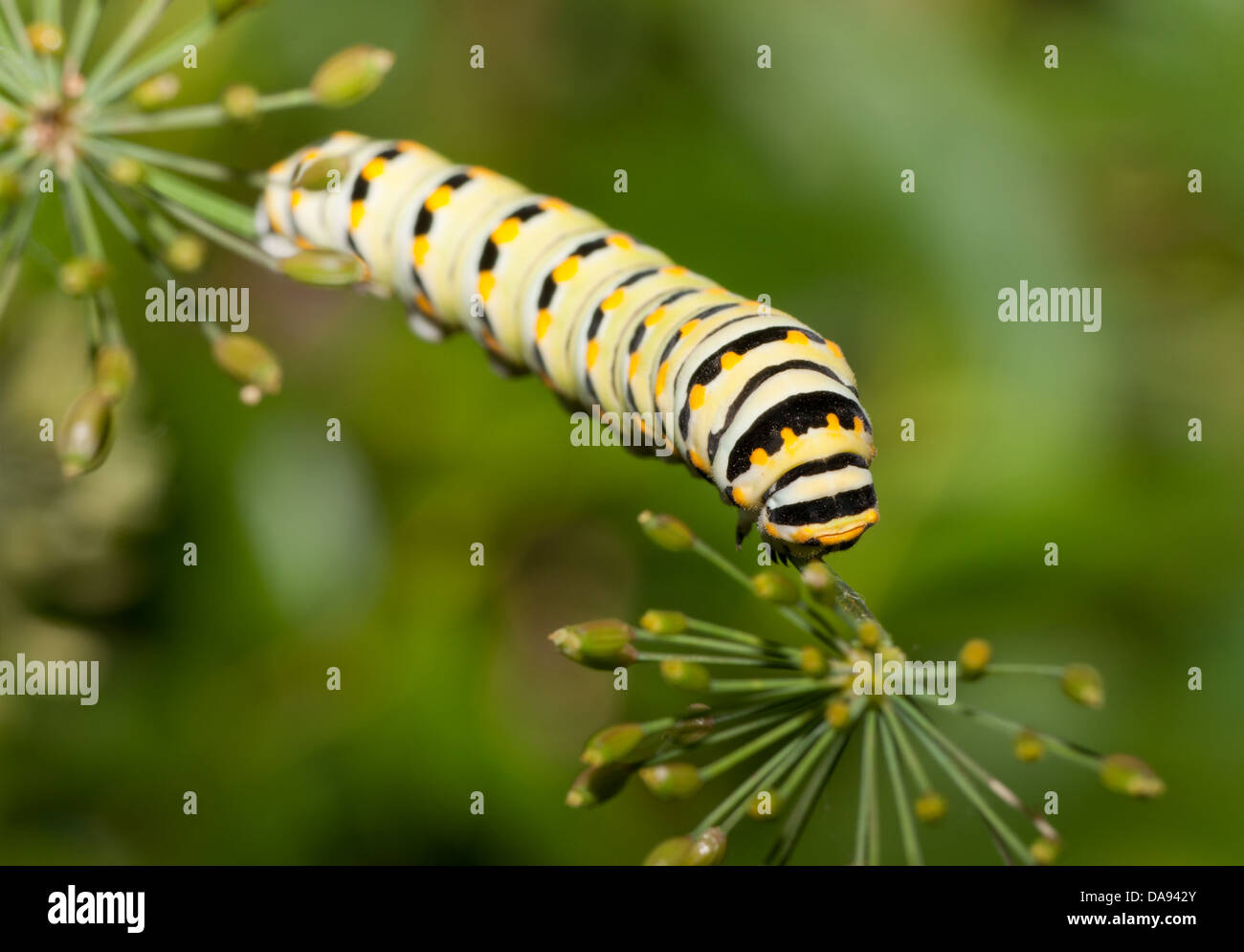 Caterpillar de una especie de mariposa Oriental comiendo un tallo eneldo Foto de stock