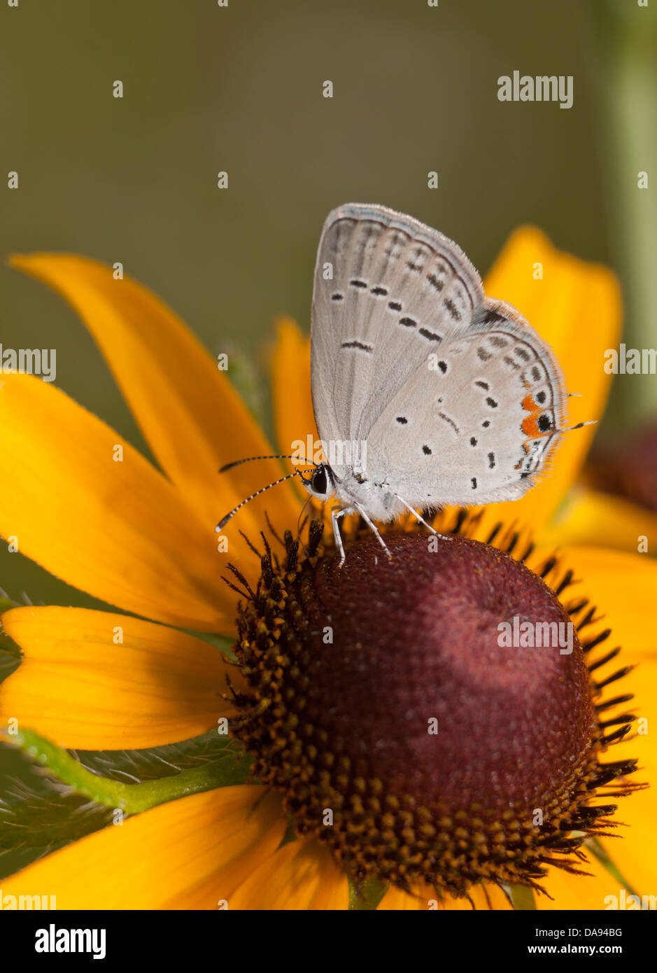 Vista ventral de un diminutivo Oriental alimentándose de una mariposa Tailed-Blue Black-Eyed Susan flor Foto de stock