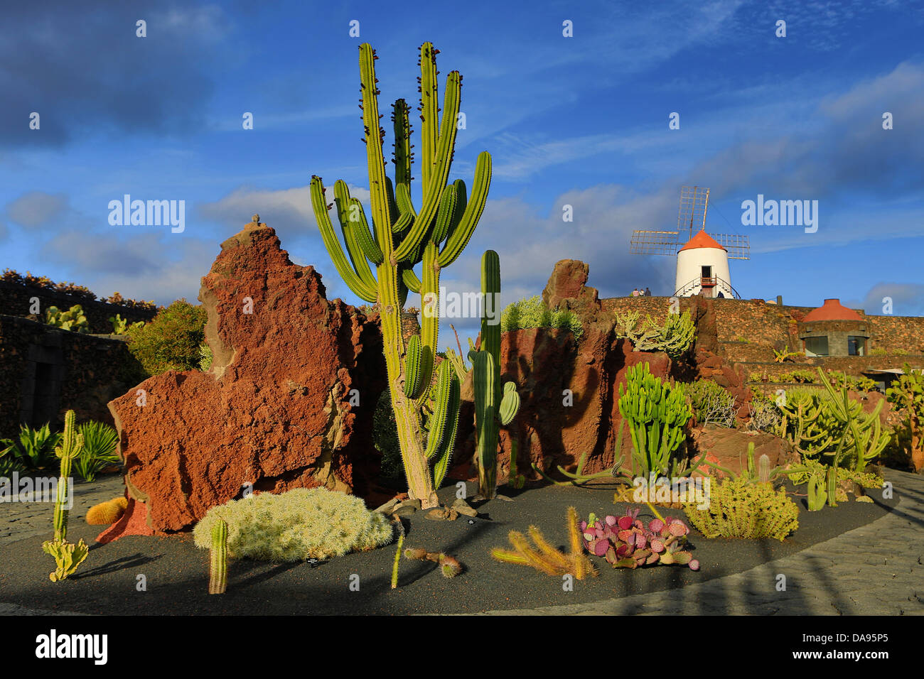 España, Europa, Islas Canarias, Lanzarote Guatiza, cactus, plantas, jardín, la isla, puesta de sol, molino de viento Foto de stock