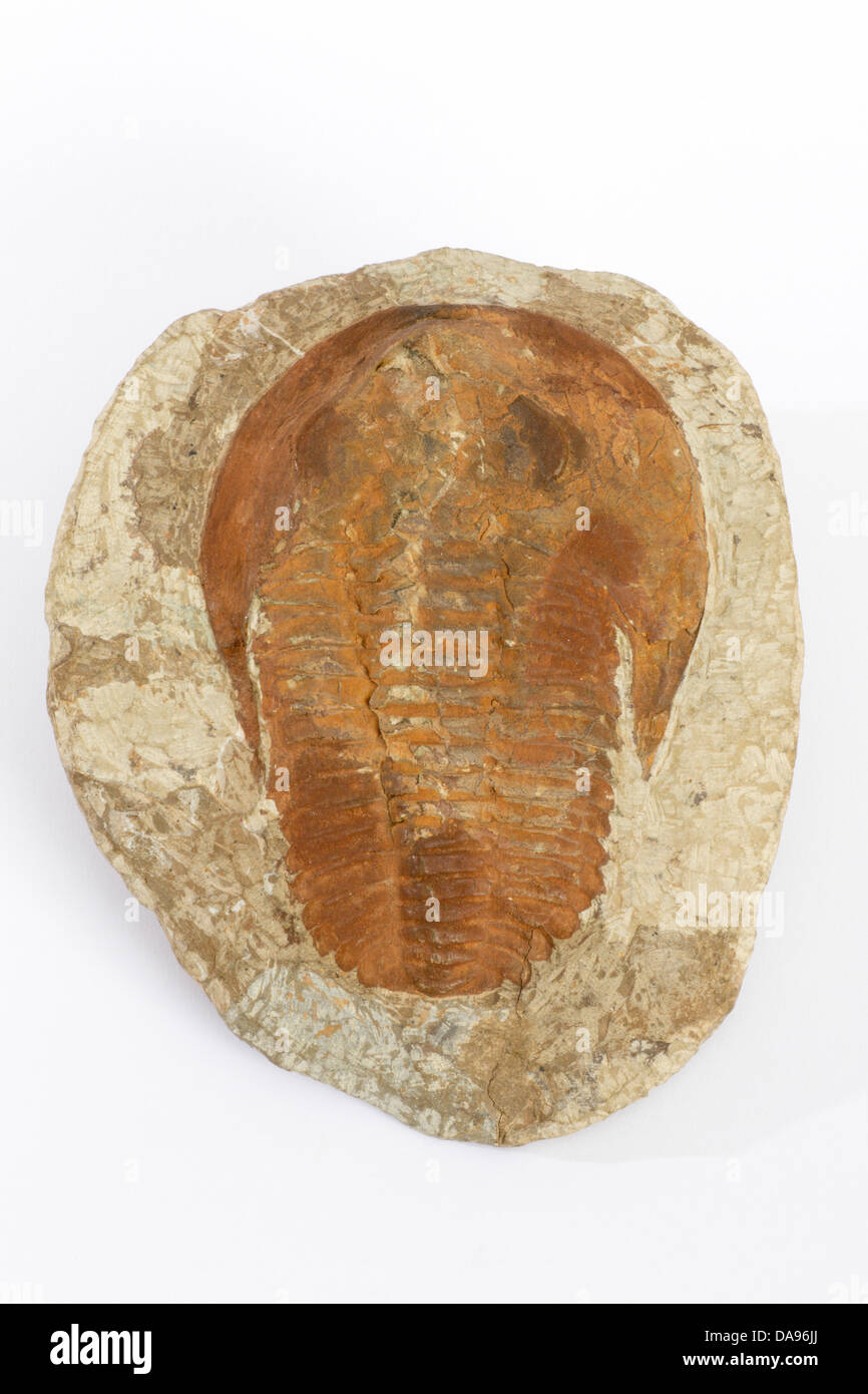 Trilobites, Cambropallas telesto, Cambrium, fósil, rock, tiempos primigenios, piedra, geología Foto de stock