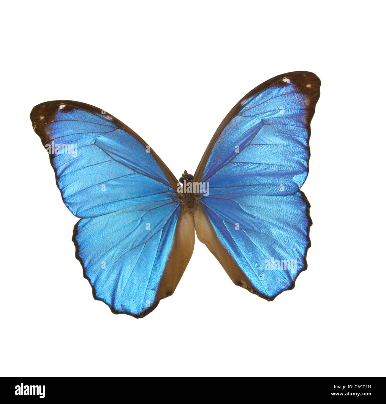 Mariposa azul Foto de stock