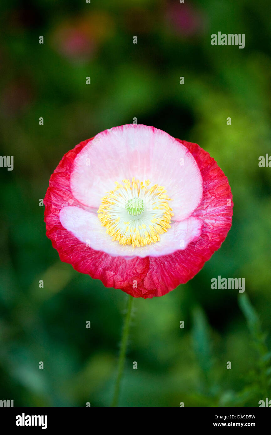 Papaver rhoeas. Cierre de la flor de la amapola de Shirley. Foto de stock