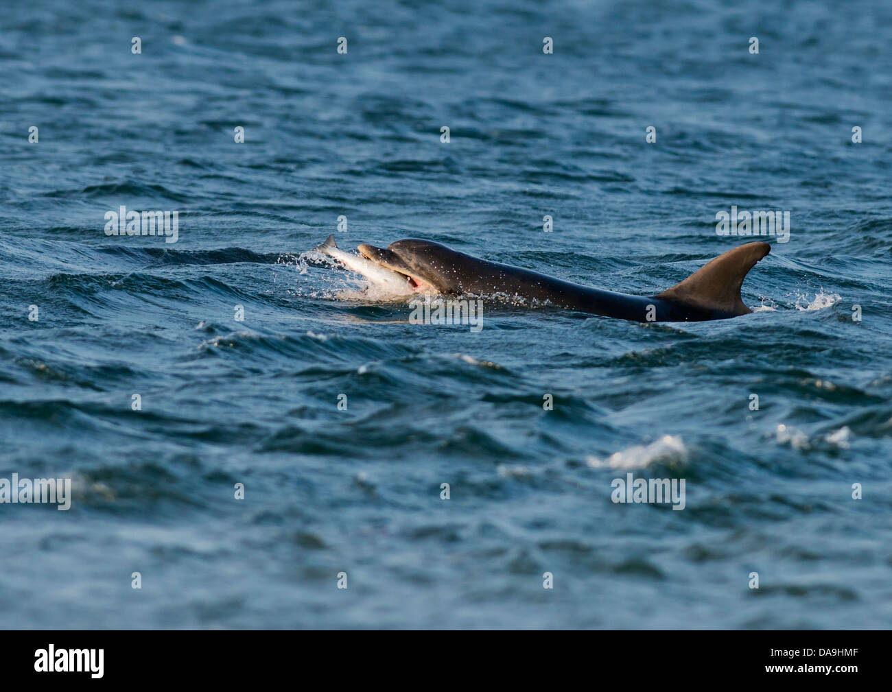 Delfín Mular con salmón a punto Chanonry, Escocia Foto de stock