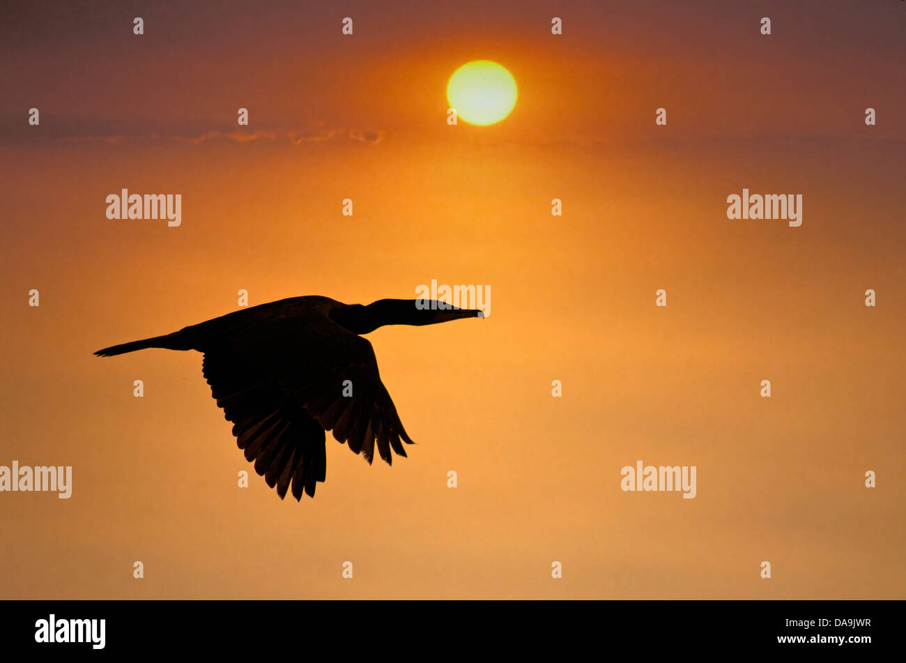 Doble, crested cormorán, phalacrocorax auritus, cormoranes, puesta de sol, un pájaro Foto de stock