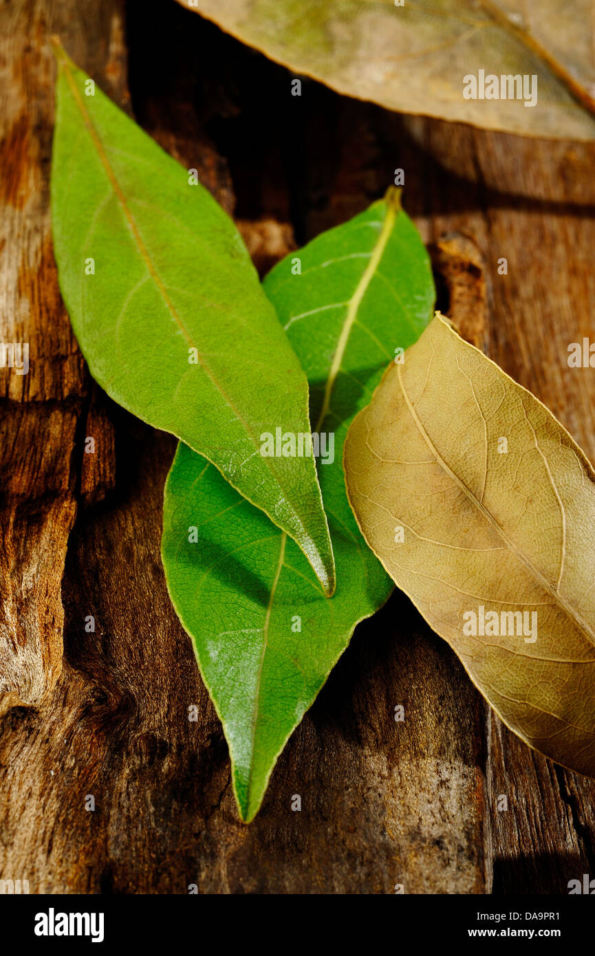 Hojas de laurel secas o frescas sobre fondo de madera Fotografía de