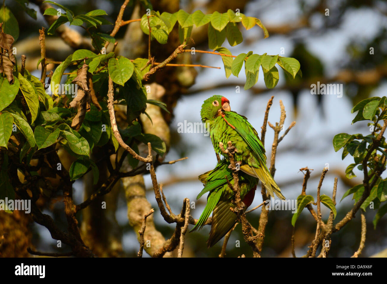 En Centroamérica, Costa Rica, San José, loro, verde, ave, San José Foto de stock