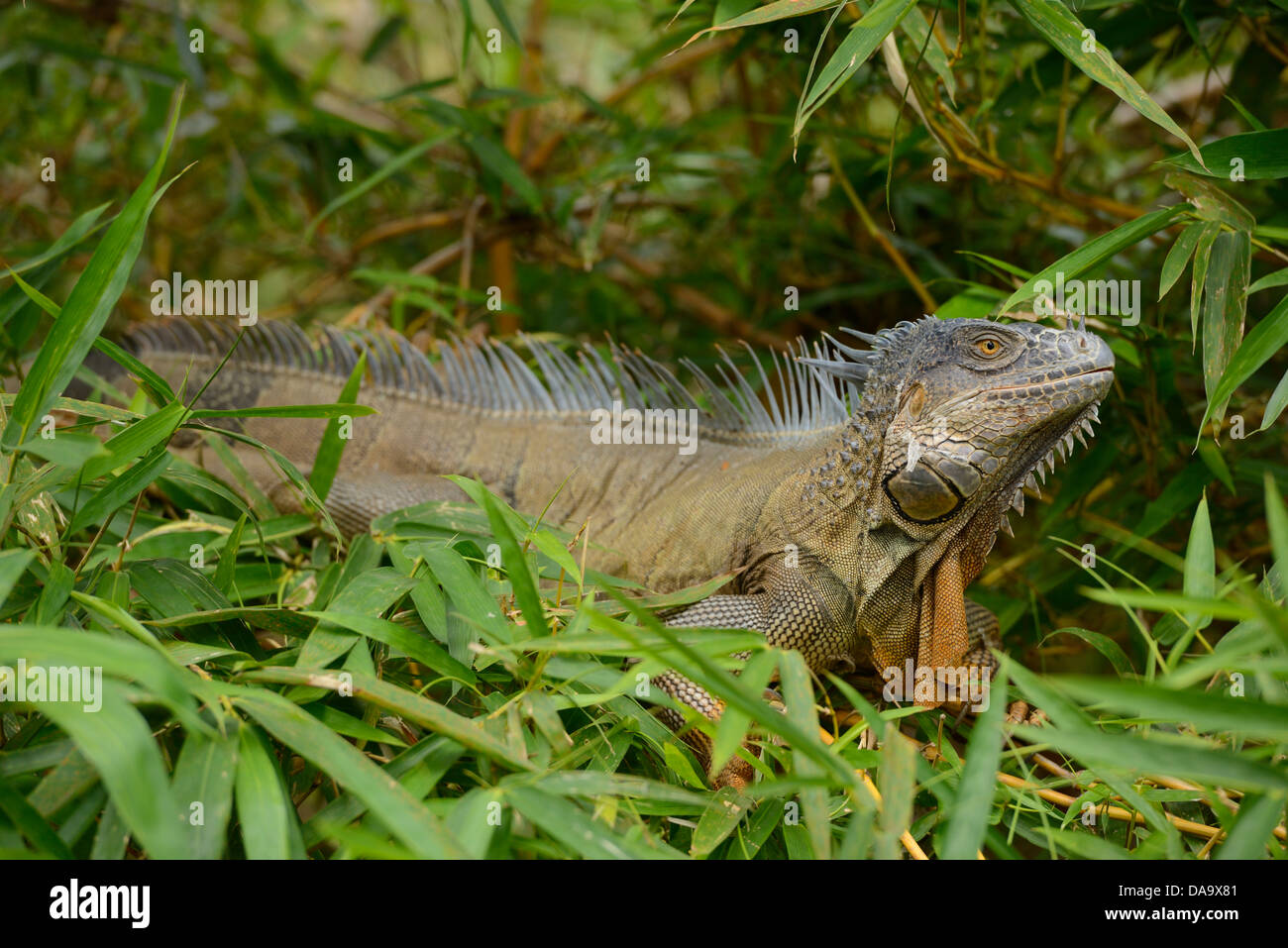 En Centroamérica, Costa Rica, Iguana, ojo, animal, Dragon, vida silvestre, Alajuela, Foto de stock