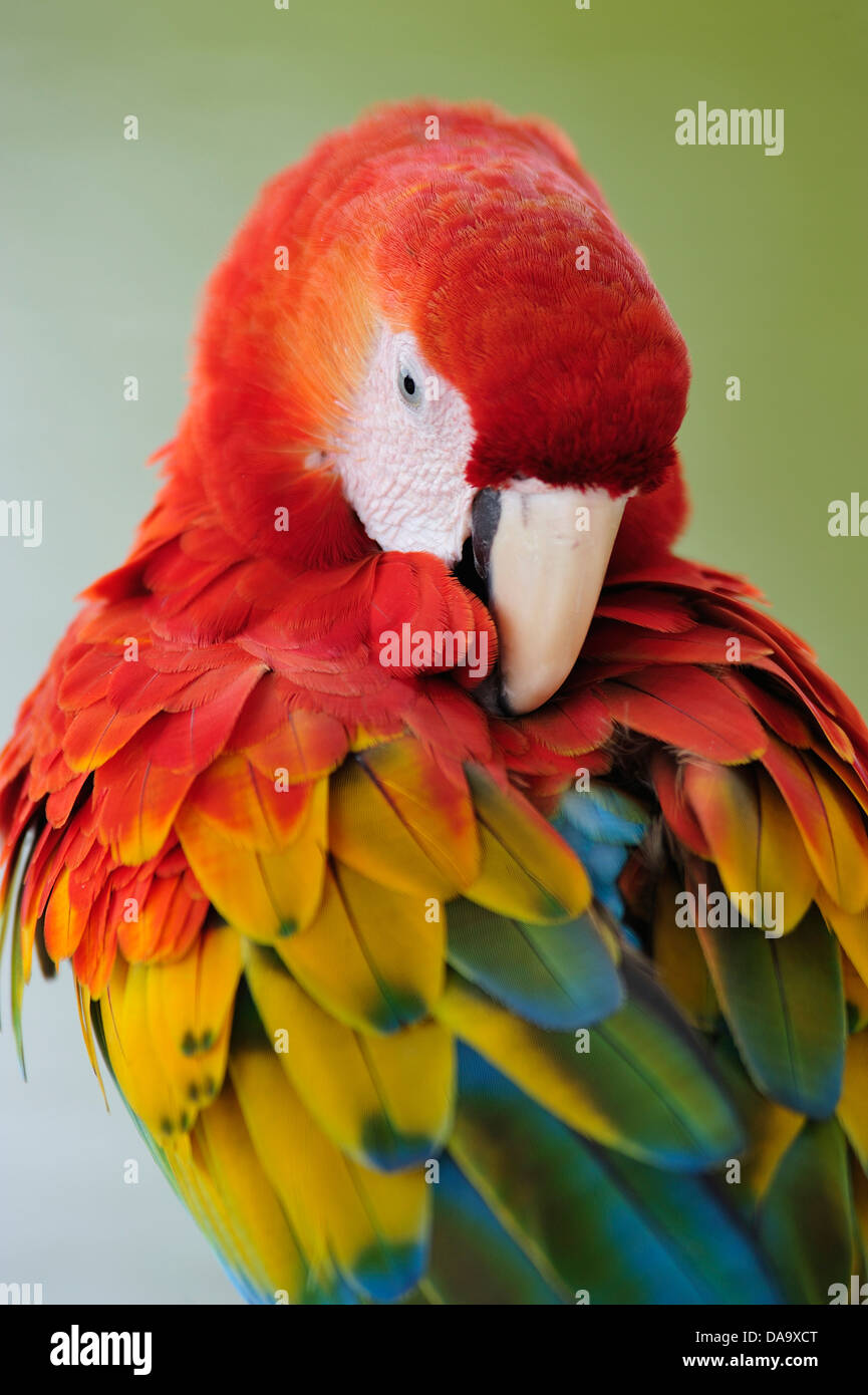 Loros, guacamayas, aves, color, Amazon, animal, Perú Foto de stock