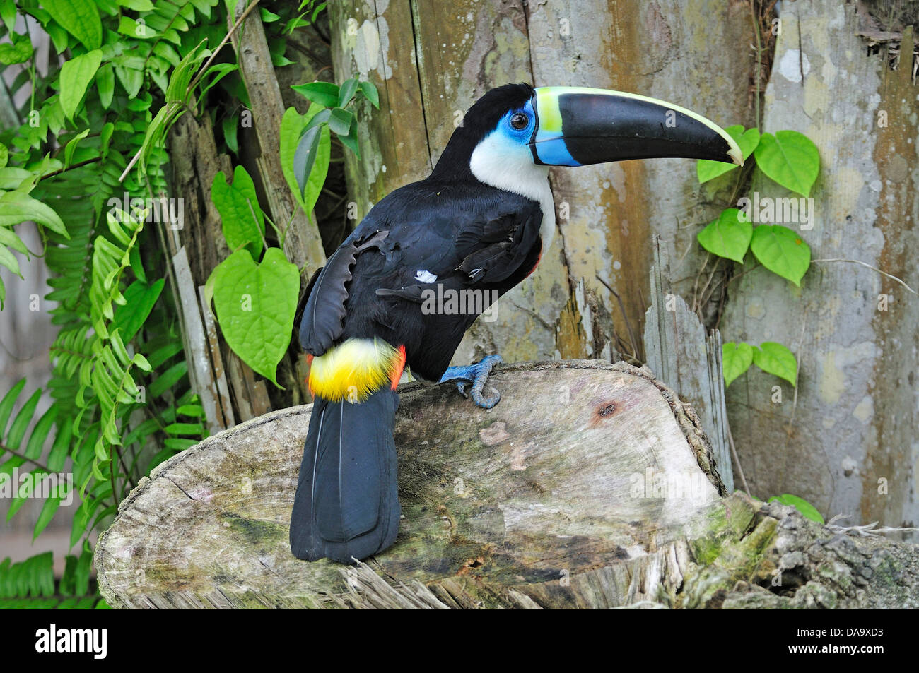 América del Sur, Perú, Amazon, Ramphastos vitellinus tucán, Tucano, Bird, pico, colorido, Foto de stock