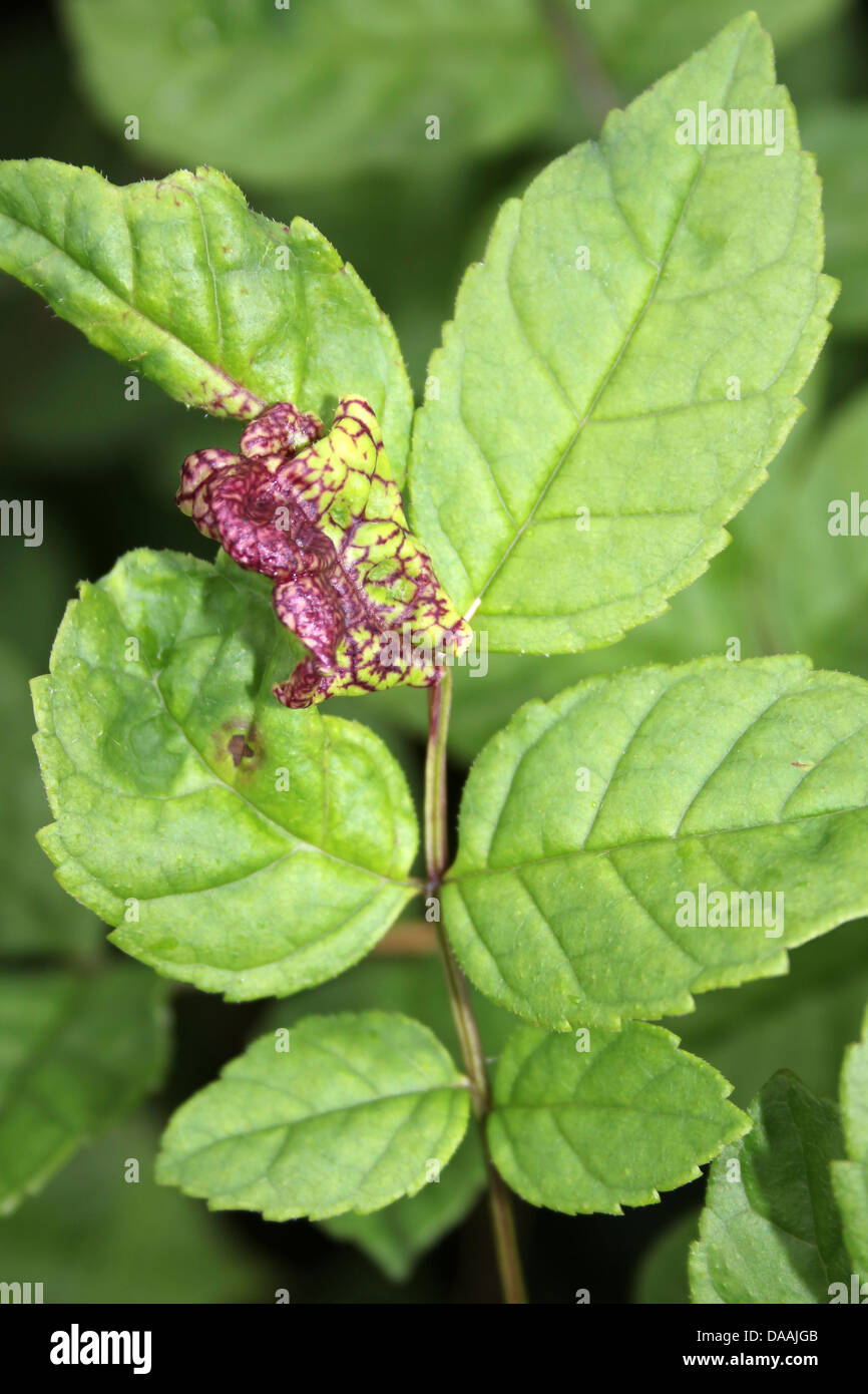 Ash Fraxinus excelsior hojas con prospecto Roll Gall causada por el piojo de la planta Psyllopsis fraxini. Foto de stock
