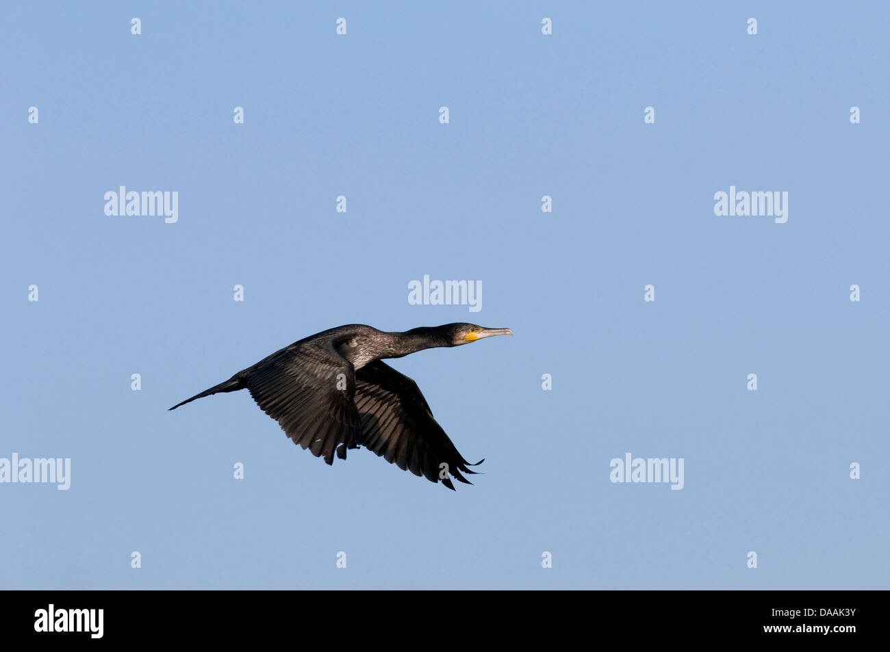 Europa, el cormorán, Phalacrocorax carbo, Bird, vuelo, negro Foto de stock
