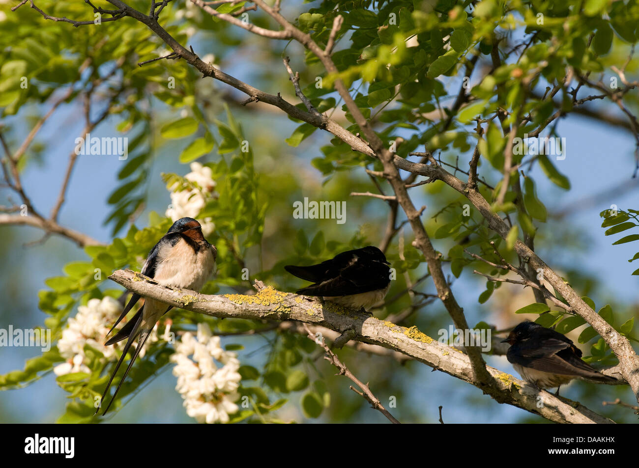 Europa, Bird, rama, tragar, Hirundo rustica, árbol Foto de stock