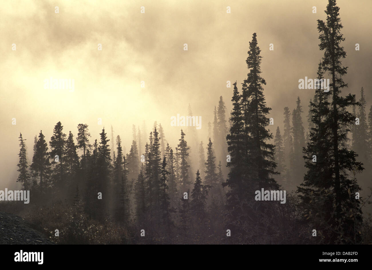 AM, Atigun Pass, Dalton Highway, Alaska, EE.UU., por la mañana, puesta de sol, niebla, árboles, sol, brillando, relajante y exuberante bosque Foto de stock