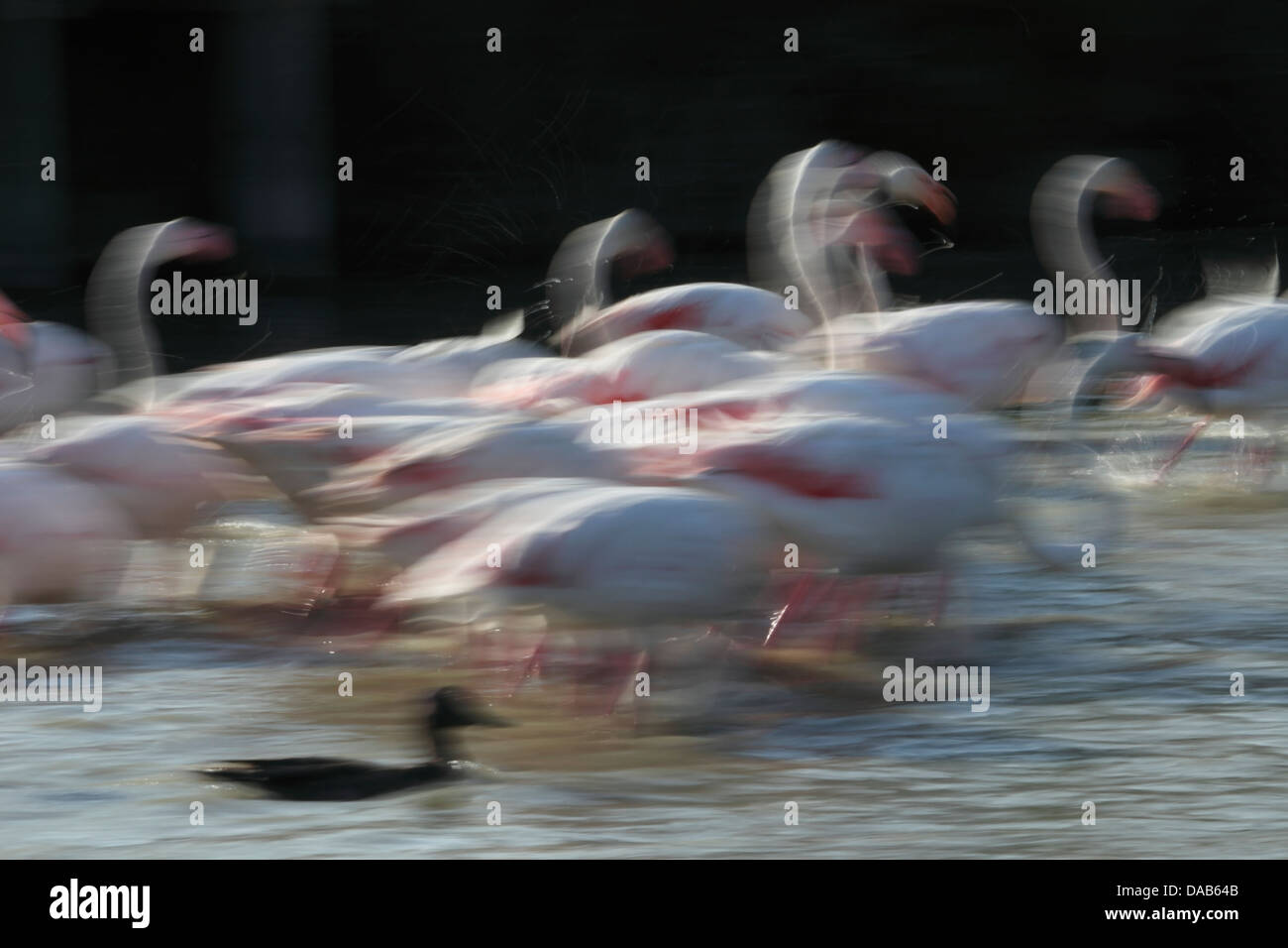 Flamingos luchando para comer más en Francia Foto de stock