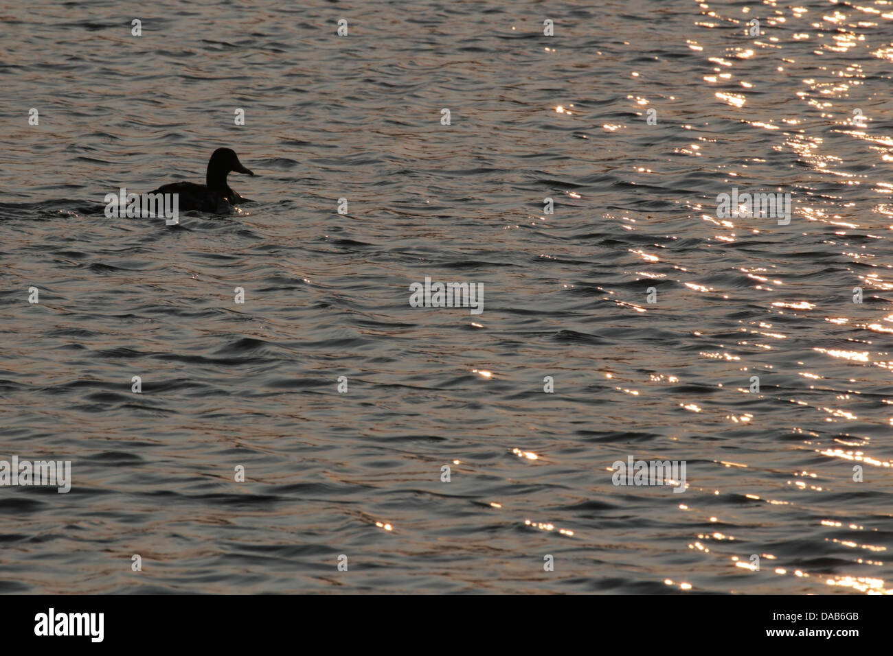 Pato silvestre nadar en el lago en Francia a la luz de la puesta del sol Foto de stock