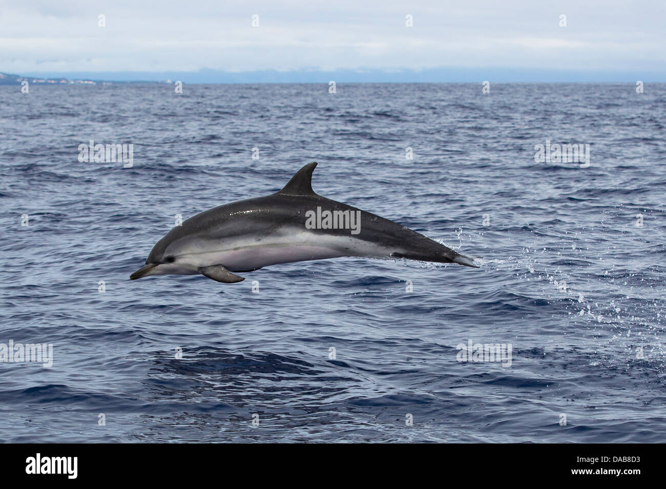 Delfín listado Stenella coeruleoalba,, Blau-weißer Delphin, saltando alto, rápido natación delfín, Lajes do Pico, Azores Foto de stock