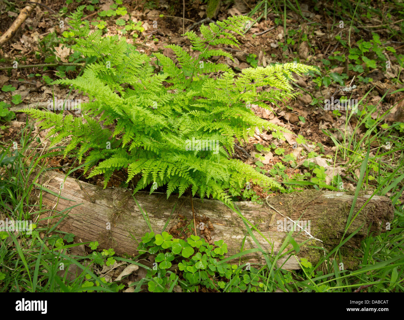 El helecho que crece en los bosques de Horner West Somerset UK Foto de stock