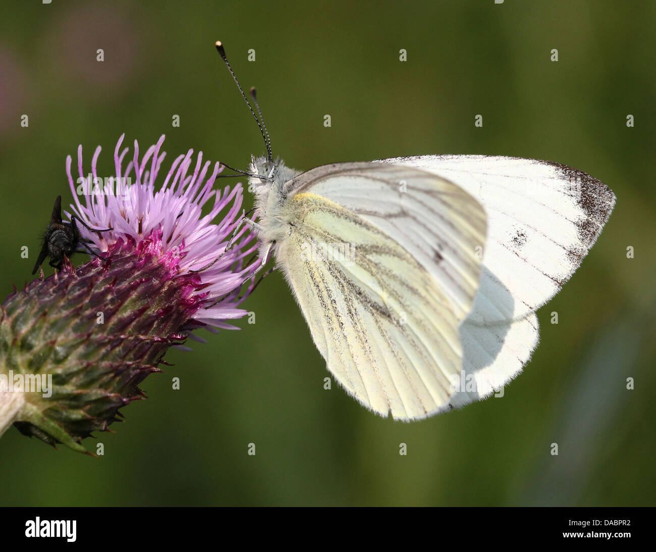 Macro detallada close-ups de verde veteado blancos (Pieris Napi) sobre diferentes flores Foto de stock