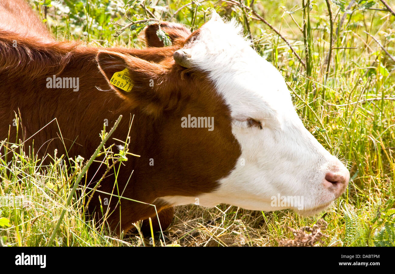 Ternero animales de granja de ganado en el campo cubierto de Malvern Hills Worcestershire Inglaterra Europa Foto de stock