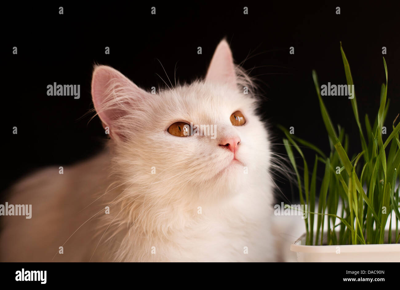 Gato y hierba Foto de stock