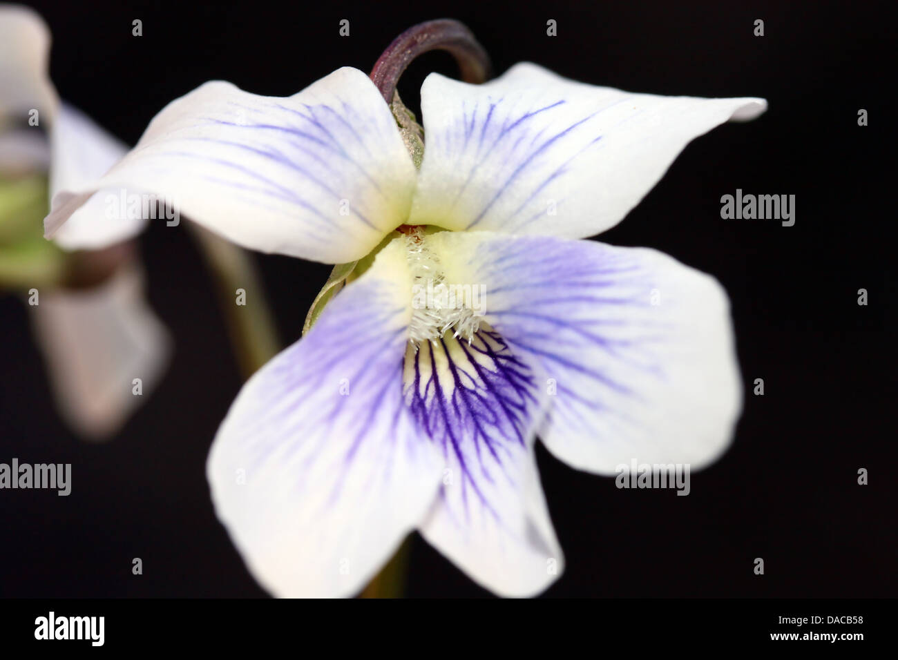 Closeup shot de flor violeta blanca sobre fondo negro Fotografía de stock -  Alamy