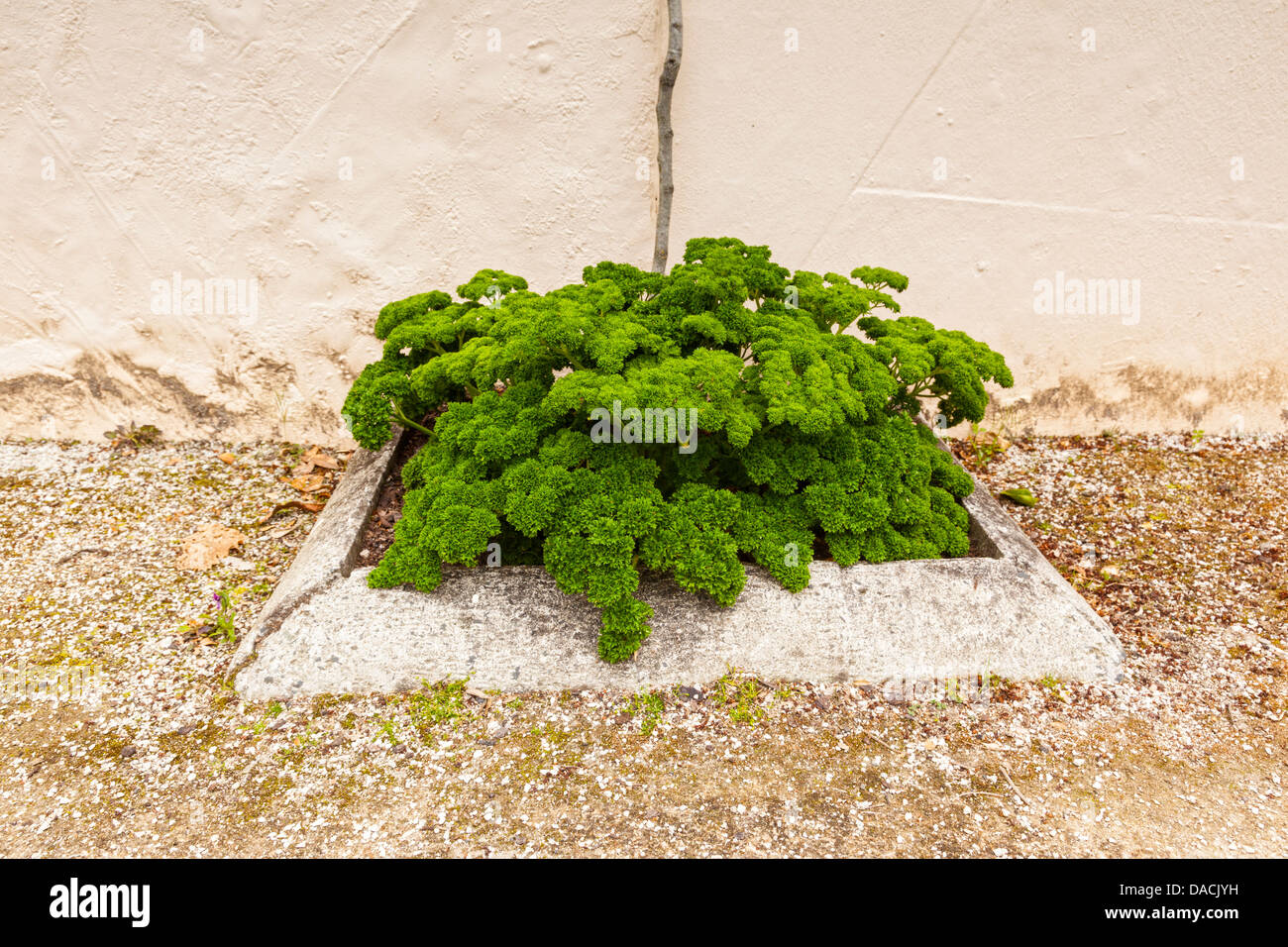 Perejil que crece en un pequeño recipiente en jardines Hamilton, Hamilton, Waikato, Nueva Zelanda. Foto de stock